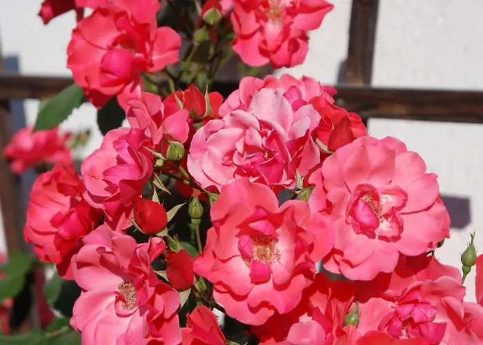 公寓 Antonia 弗希安德格洛可尼